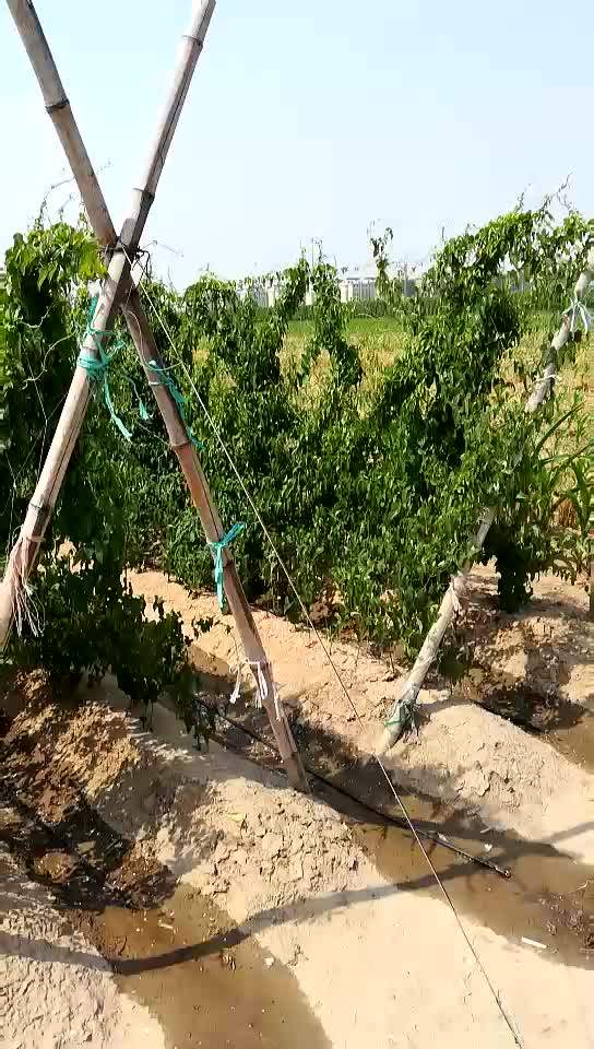 Drip Line With Flat Drip Irrigation Tubing With Emitters Water Hose