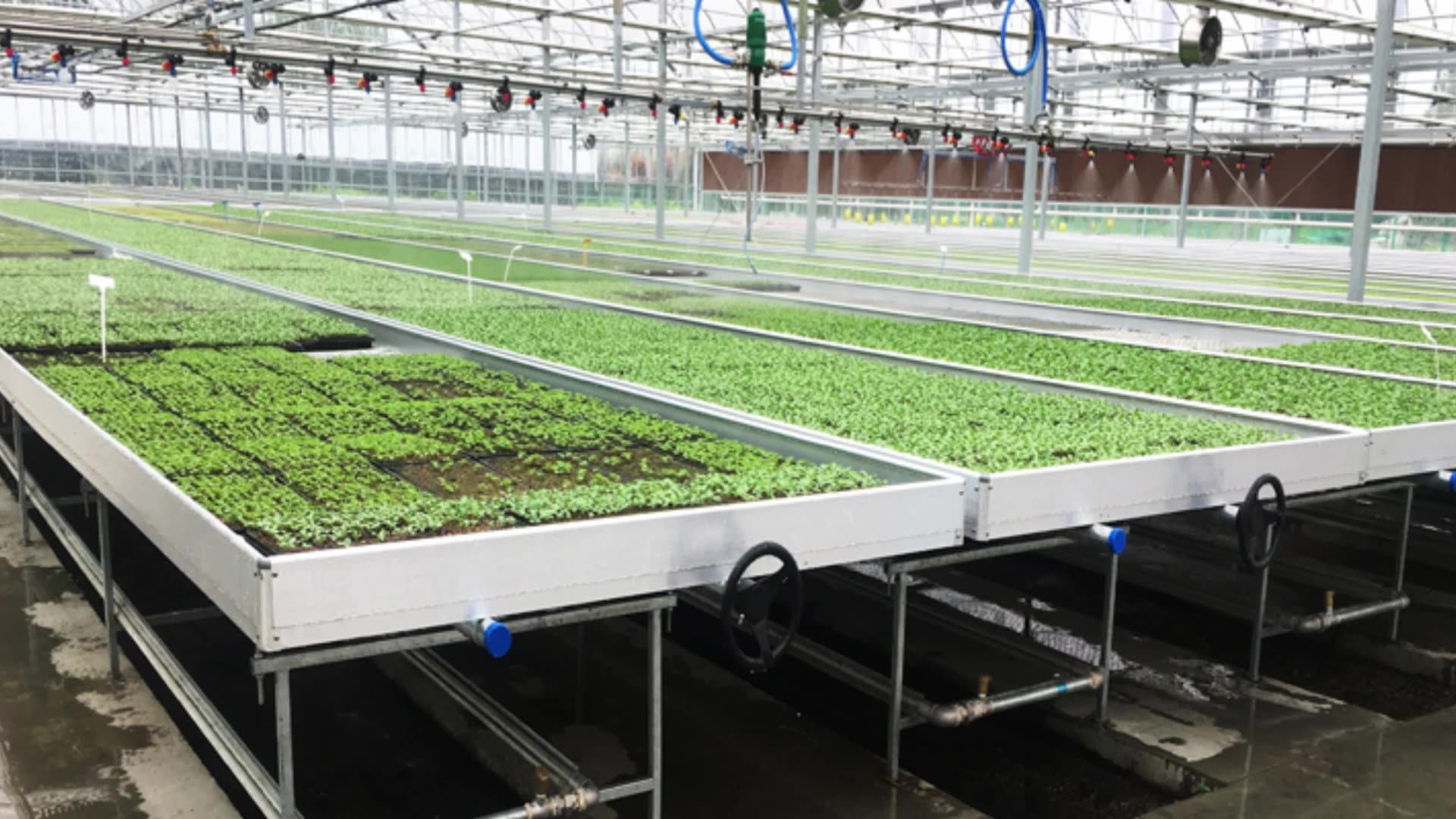 Myxl Hydroponic Tables Indoor Growing System Wire Mesh Flood Table Grow