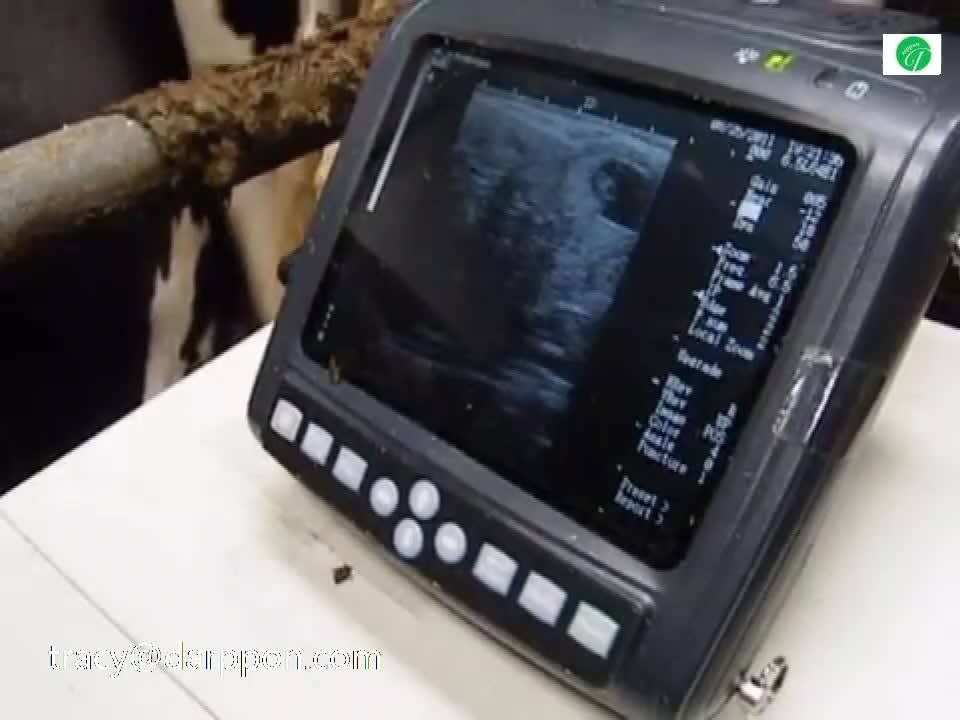 Kx5200v Full Digital Veterinary Ultrasound/veterinary Portable