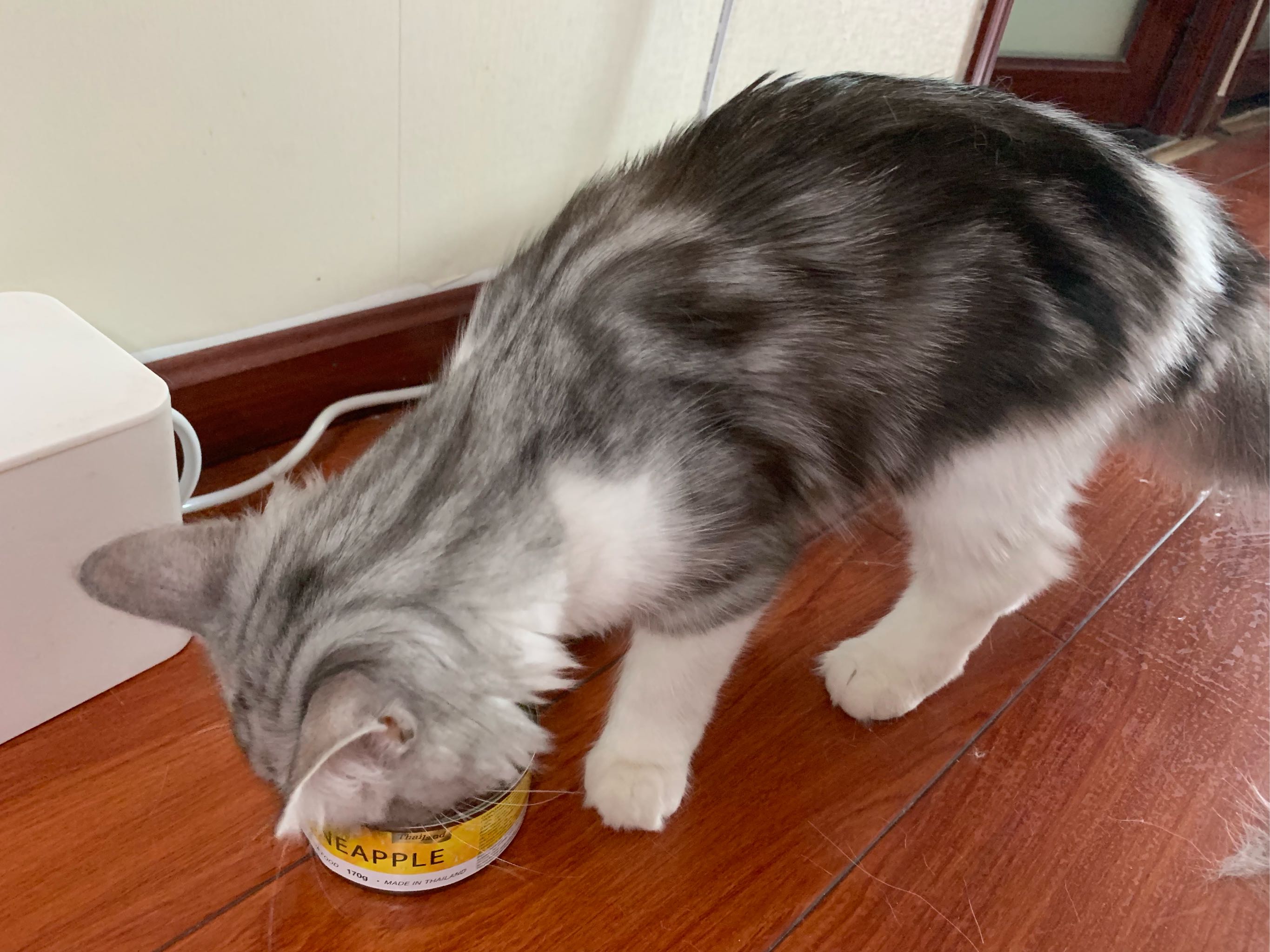 能治愈挑嘴喵星人的进口猫罐头怎么样，好用吗？使用感受分享,第8张