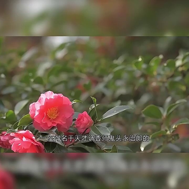 伽罗沉香为何被称作“香中钻石”？揭秘奇楠级沉香的稀缺逻辑✨ - 好物