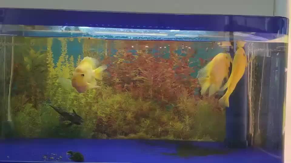 Intelligent Green Planter With Water Garden Fish Tank,Vegetable