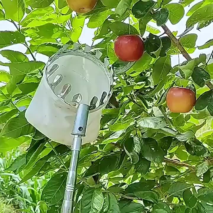 摘果器 捡果器 摘水果神器伸缩杆摘苹果李子 高空采摘器 园林摘果-阿里巴巴