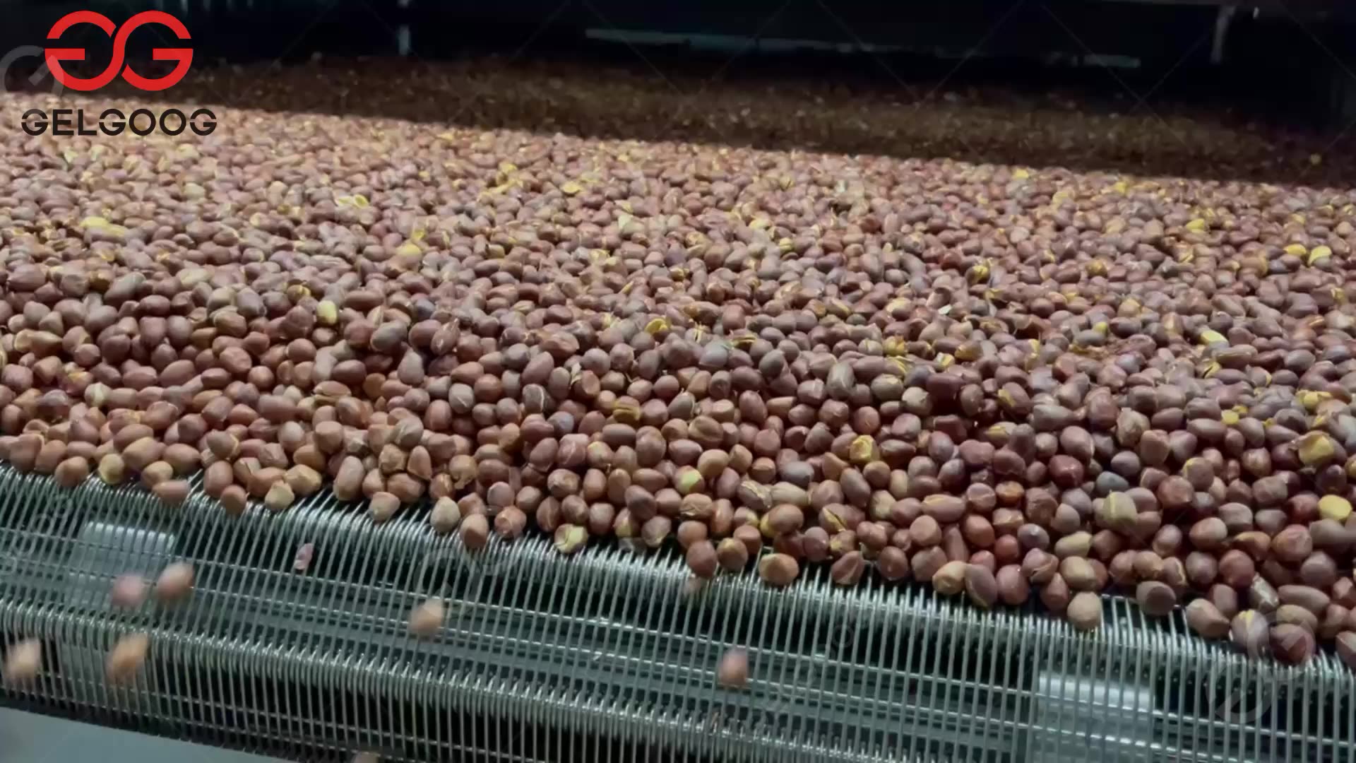 Gelgoog Macadamia Shea Palm Kernel Nut Roaster Dryer Hazelnut Nut