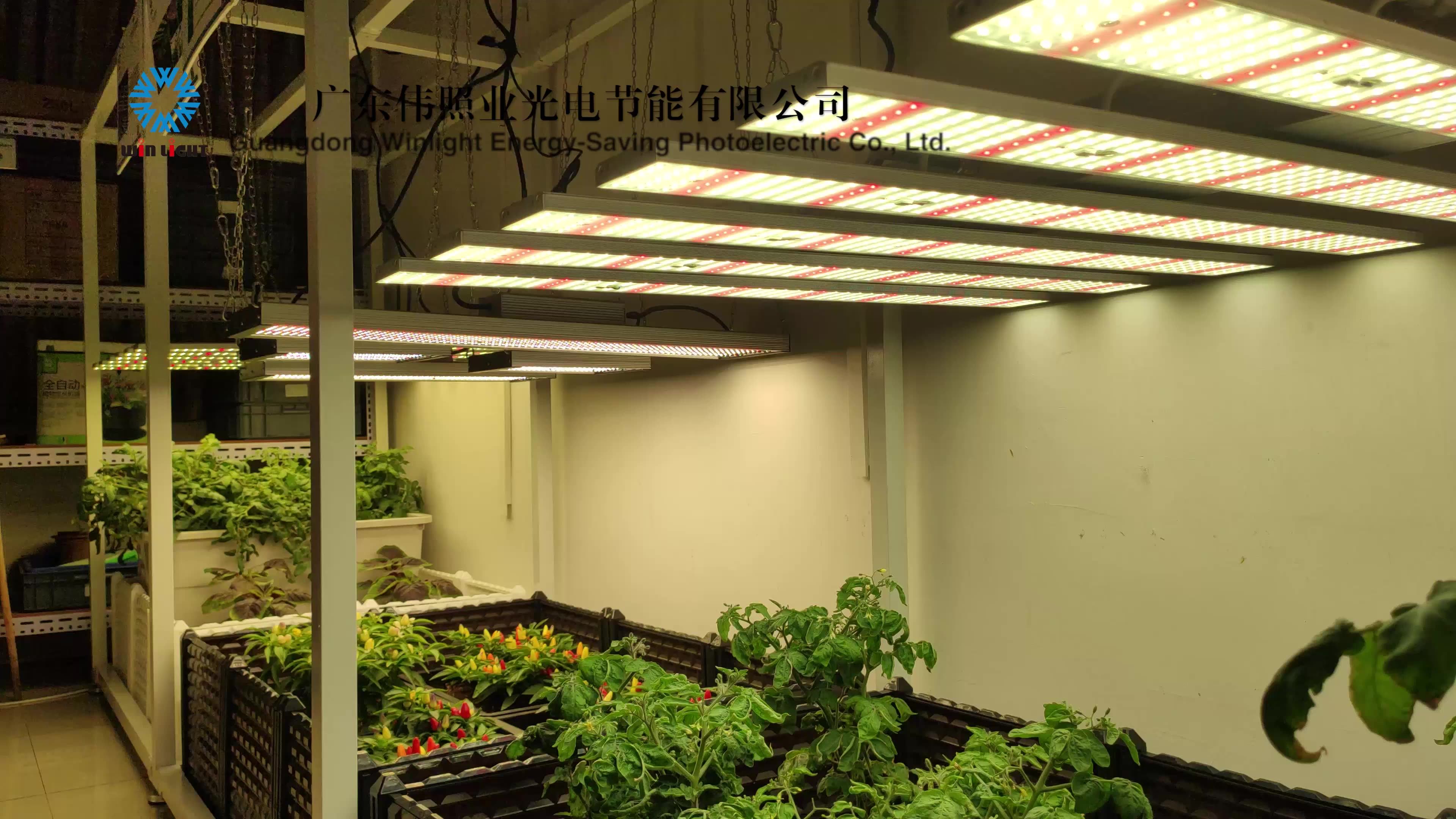 Winlight Led Plant Grow Light 4000k 660nm 2.32.7umol/j High Efficacy