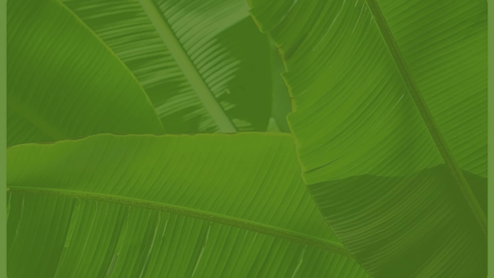 Fresh Banana Leaf Sustainable Banana Leaf Food Wraps 100 Natural Top Hot Selling Products