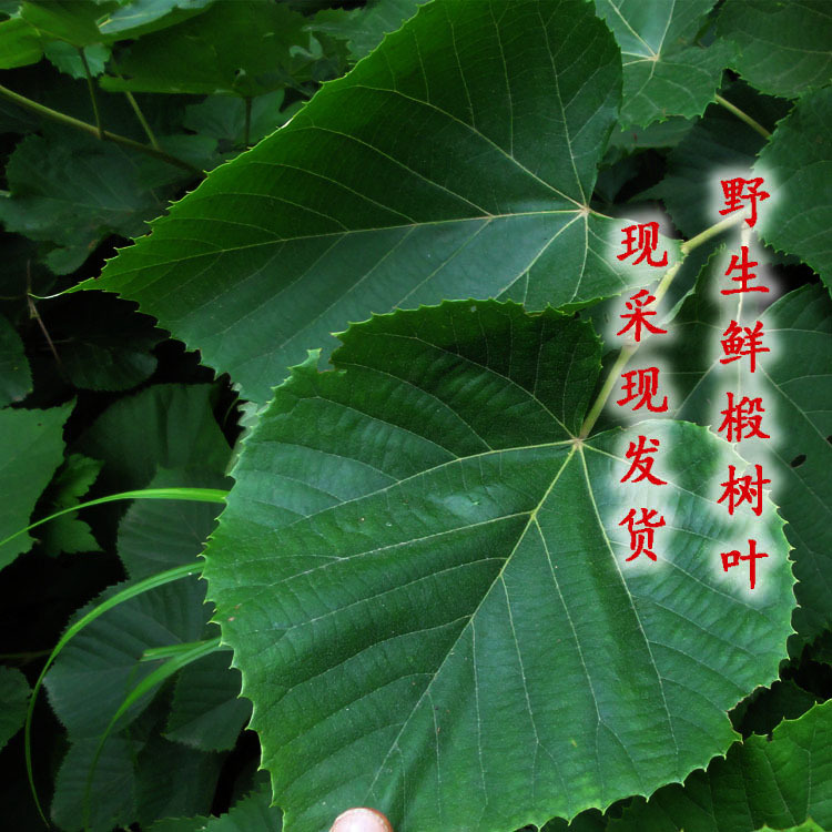 Northeastern Linden Leaves Sticky Mouse Leaves Linden Tree Leaves Fresh Northeastern Glass Leaf Cake Leaves Linden Leaves Large Leaves