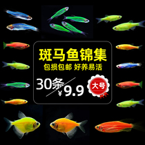 Red and blue zebrafish live small 2-3cm fluorescent cold water fish swimming freshwater tropical Fry ornamental new good breeding
