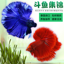  Betta live ornamental fish Double-tailed half-moon general Merlion king small ornamental tropical fish tank Thai betta