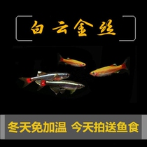 Unwarmed ornamental fish white clouds gold wire Dutch gold wire cold water fish magnificent gold wire no heating in winter