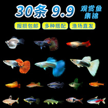 Tropical ornamental fish Small lamp fish Zebra Pauline lamp live freshwater fish seedlings good to raise traffic light guppies