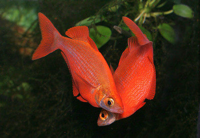 Electro-Optic Mermaid Stone Beauty Congolese Beauty Blue Beauty Electro-Optic Ball Tropical Ornamental Fish Trespass Tropical Fish Living