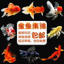  Grass goldfish Small freshwater ornamental fish Live small good cold water fish Koi fish Purebred goldfish seedlings Freshwater fish