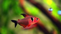  South American imported fish Small ornamental fish Pantanal red dream flag grass tank group swimming lamp fish