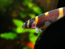  Tropical fish Ornamental fish Live snake fish Snake cub Loach Coolie Loach Chongqing fish phase aquarium