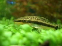  Tropical fish Elf fish Small pet fish Ornamental fish Live tool fish Algae removal master scavenger