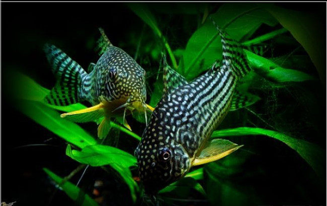 Beginning Entrance Rat Fish Watching Fish Small Tropical Fish Tool Fish Underlying Fish Chiller