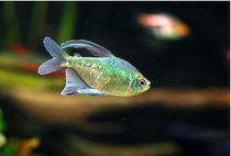  South American diamond lampfish Tropical lamp family ornamental small fish grass tank mixed group swimming fish package live body