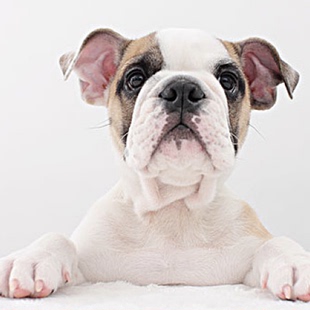 耳部是狗狗重要的感知器官，饲主要重视！