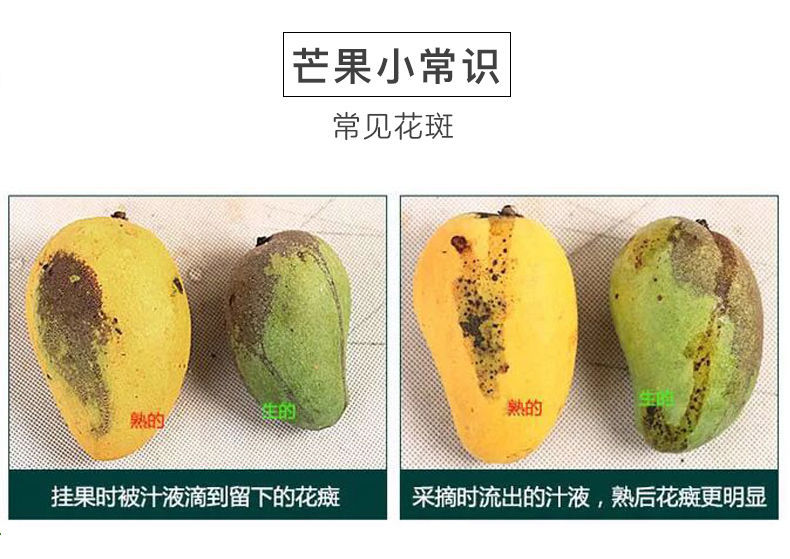 不若水/贵妃芒果当季热带新鲜孕妇甜水果