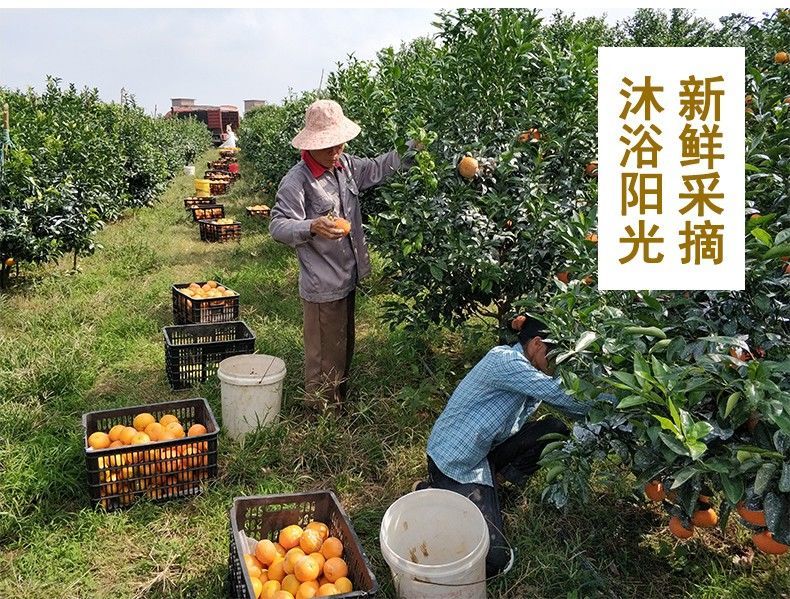 红豆薏米茶祛湿茶芡实调理