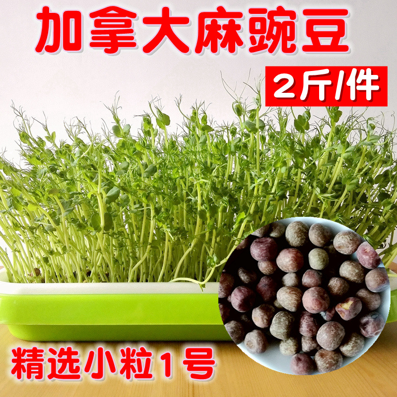 2 catty peas Family bud Sprout Vegetable Peas Seed Cultivation Pan Indoor No Soil Hydropep 1 Hemp Peas Seed Seeds