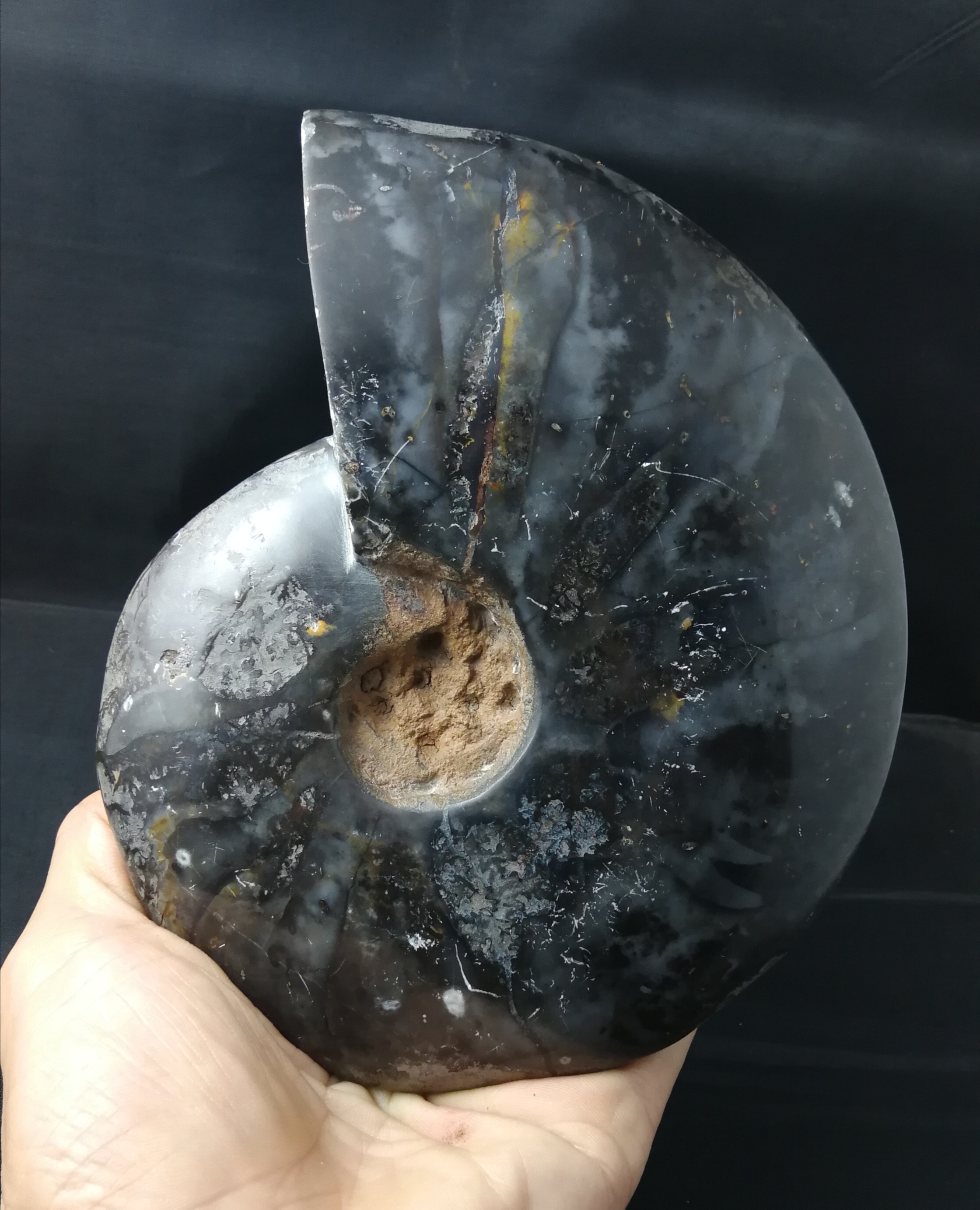 マダガスカル産天然炭化黒と赤のアンモナイトの幸運のカタツムリ化石標本、富を引き寄せるオフィスや家の装飾