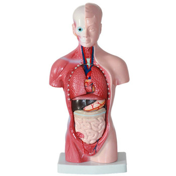 Xinyi Medical Trunk Vascular-Nerve-Muscle Anatomy Human Internal Organ Anatomy Digestive System Structure Model