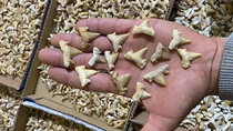 Friend’s order: 6220 natural shark tooth fossils 2-3cm
