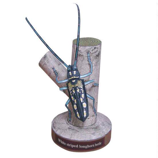 Simulation insect beetle 3D three-dimensional paper model DIY handmade children's origami educational toy doll