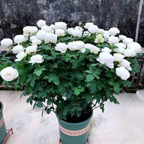 Multi-season opening large flower thick and fragrant moon season flower Miao Ive wedding road pure white rose potted balcony view flower plants