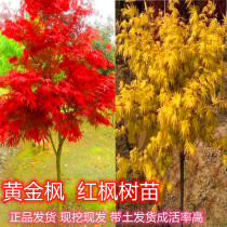 Authentic Japanese golden maple sapling red dance girl three seasons Red Japanese red maple seedling courtyard plant potted landscape tree