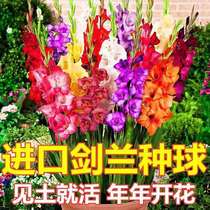 Many years of raw import Swordland Seed Ball Courtyard Seed Tang Calamus Ball Root Potted Plant Four Seasons Planting Flowers of Flower Flowers Plants