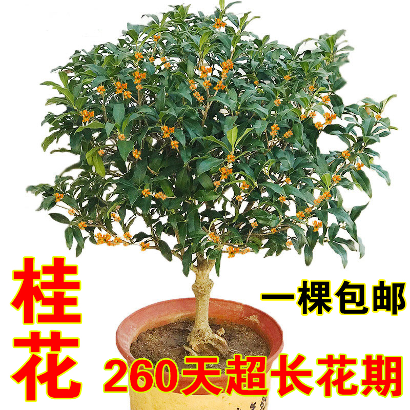 Grafting Gui Flower sapling bonsai date scents gui Four Seasons Gui August Golden Gui Indulgent Aroma Type Green Plant Flowers Potted Flowers