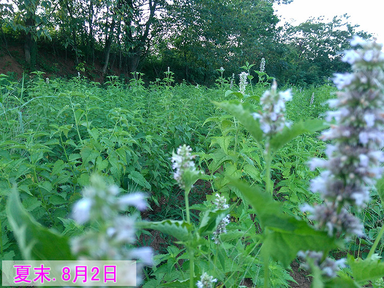 五香叶藿香,食用,种植(第14页)_大山谷图库