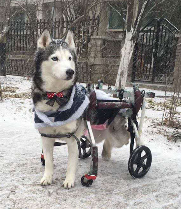 Коляска для собак на задние лапы