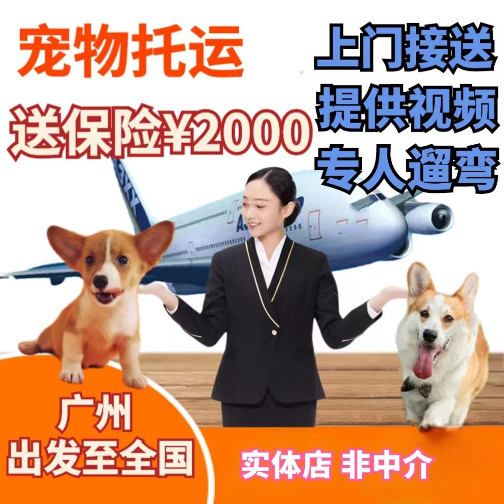 Guangzhou Shenzhen Pet Care Service National Air Transport Dog Kitty Mailed Door-to-door Domestic International Care
