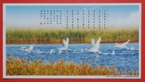 2008-Yellow River Estuary-Dongying City Yellow River Delta Wetland-Swan-Gold Card Postcard