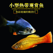 Three Tiger Peel Fish Green Tiger Leather Fish Diamond Rainbow Fish Grass Cylinder Group Tours Fish Tropical Ornamental Fish Pet Native Living