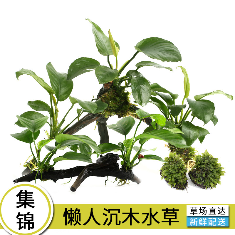 Youyu natural fish tank aquatic plant landscaping water banyan small banyan sunken wood Danish banyan golden banyan sunken wood 2022