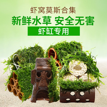 Fish shrimp transparent acrylic shrimp house ornamental shrimp breeding tank shrimp tank shrimp nest shrimp Moss shrimp house water grass 6026
