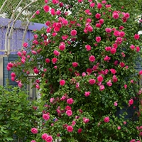 天狼 Rose Paradise Rose Rose Multi -Seasonal Pink Strong Aragrance Blossom Pyramids поднимается на Тенг, эта роза розы