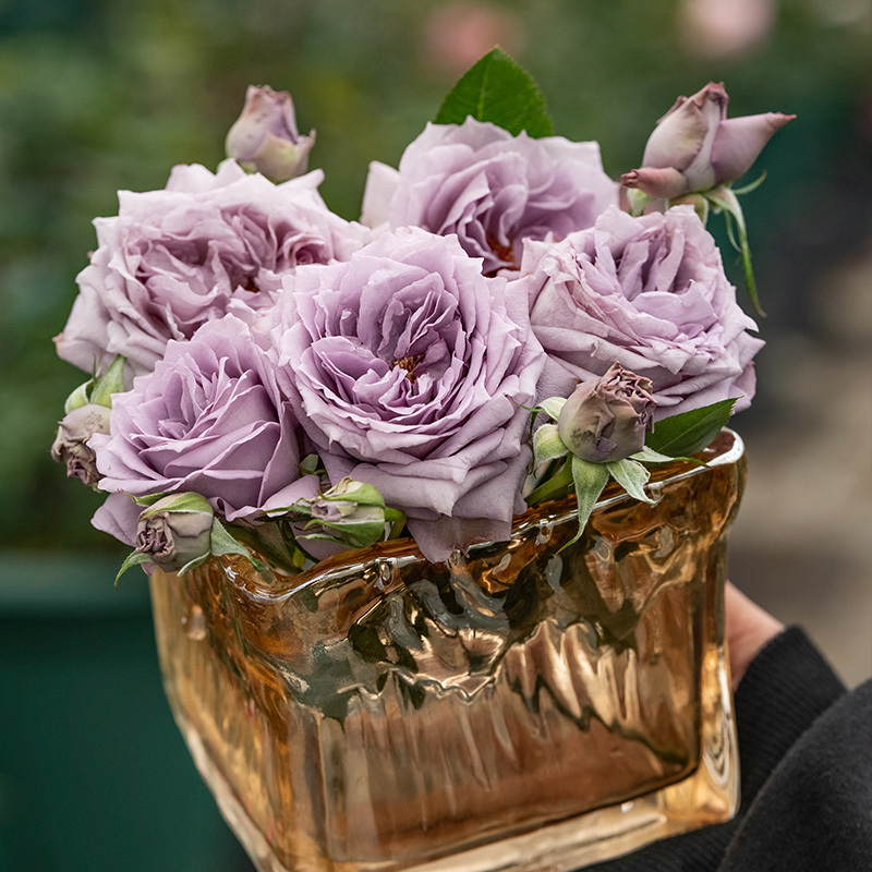 【Purple Moonlight】Thiara Rose Self-Grown Garden Plants, Easy-To-Care-For Multi-Season Rose Flower Potted Seedlings