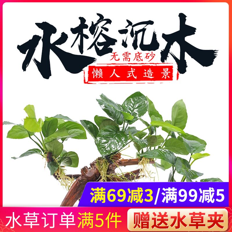 Fish tank Real water plant landscaping Water Banyan tree Shenmu one-piece living large leaf freshwater aquarium decoration lazy entry package