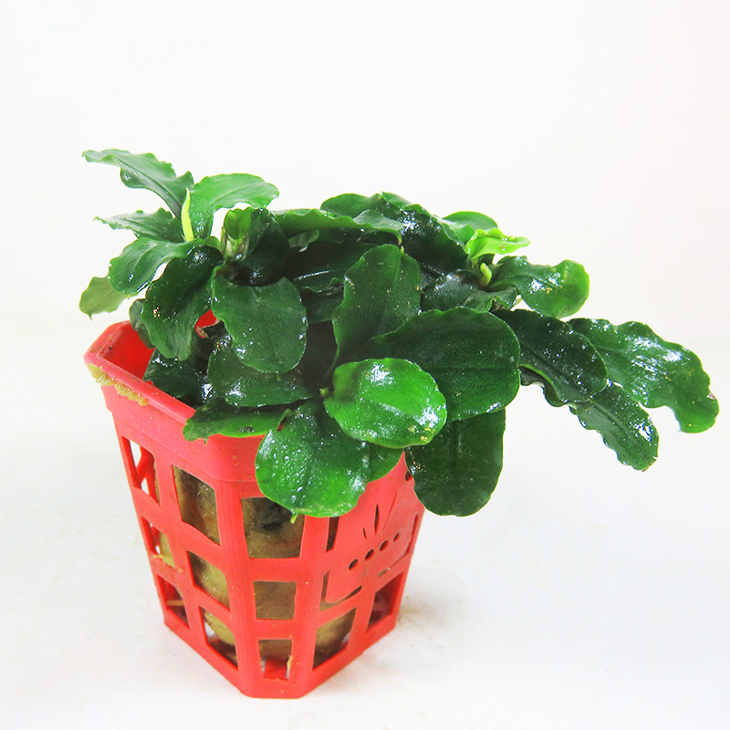 辣椒榕草活體藍精靈魚缸陰性植物可綁沉木水榕中前景真水草套餐