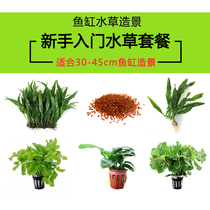Fish tank landscaping package Real water plant decoration Water Banyan Iron crown foreground lawn seed novice set material combination