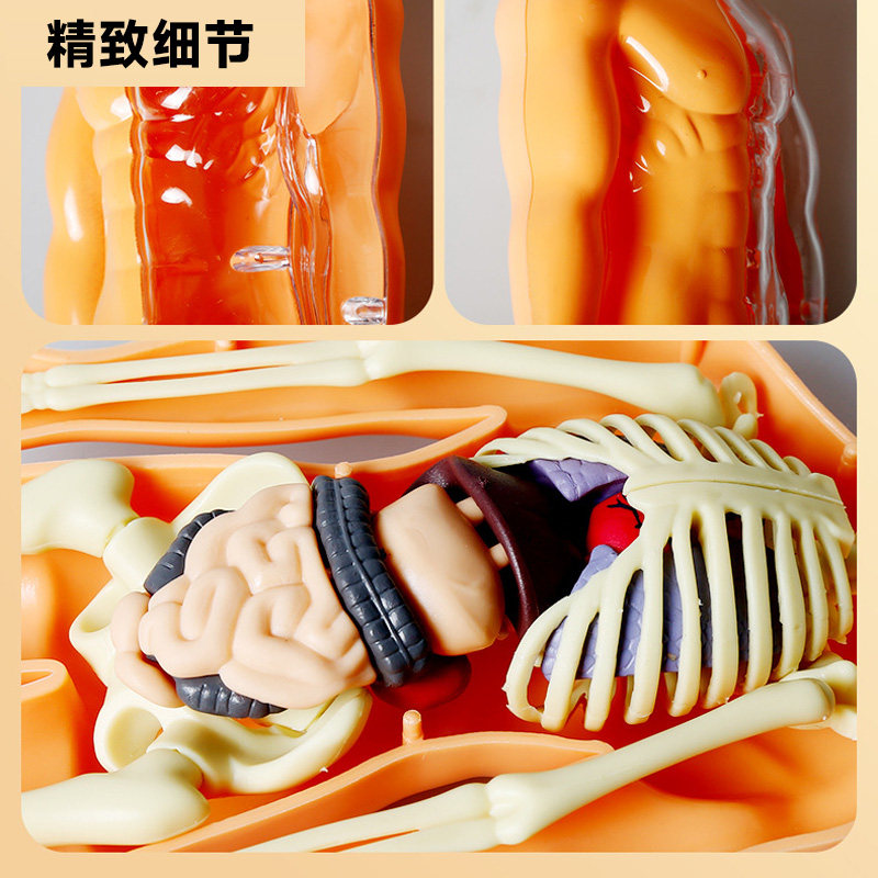 揭秘人体奥秘！可拆卸4D人体结构模型，让你轻松成为小小解剖学家