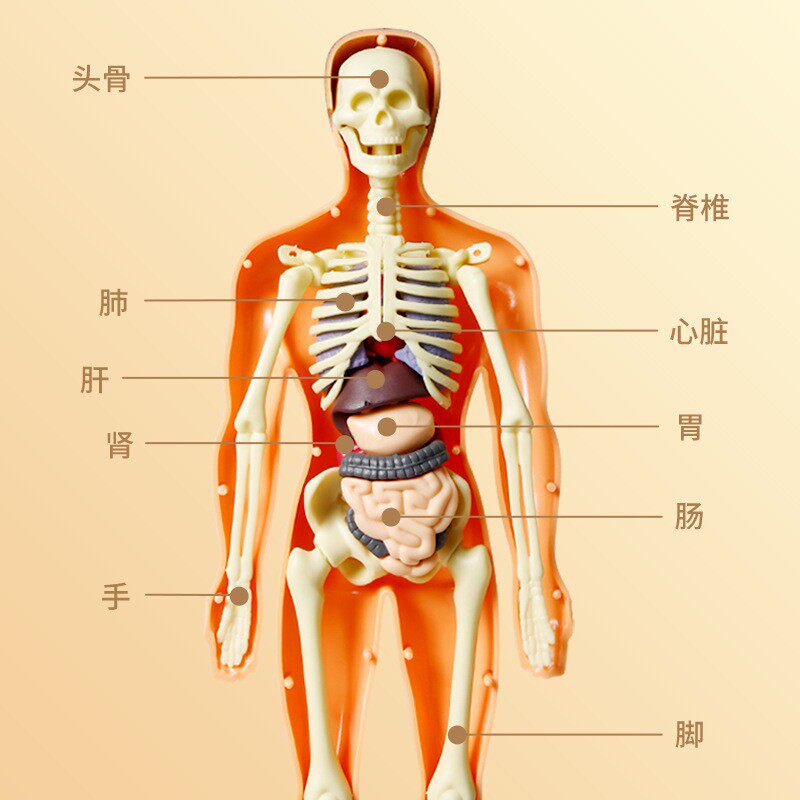 揭秘人体奥秘！可拆卸4D人体结构模型，让你轻松成为小小解剖学家
