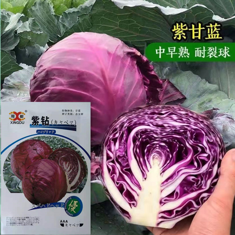 Vegetable Seed Purple Drilling Gan Blue Seed (5 gr) Quality Ball Tight Real Early Cooked Kale High Yield Disease Resistance