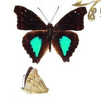 The specimen of the butterfly language Nymphalidae Doxocopa cyane blue spot wing butterfly (canine wing butterfly) True butterfly specimen